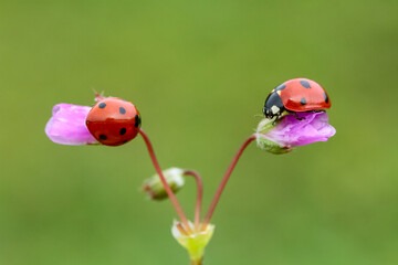 Ladybug and flower on a green background