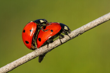 Ladybug and flower on a green background