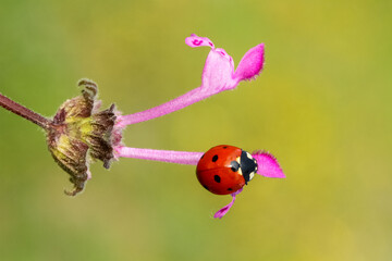 Ladybug and flower on a green background