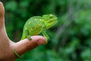 Detail of Chameleon's face on hand.