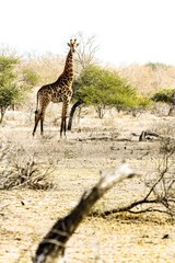 African Giraffe in a South African wildlife reserve