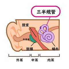 Obraz premium 医療用 三半規管のイラスト素材