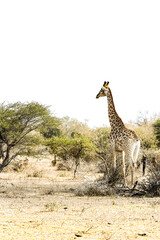 African Giraffe in a South African wildlife reserve