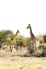 African Giraffe in a South African wildlife reserve