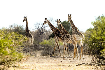 Naklejka na ściany i meble African Giraffe in a South African wildlife reserve