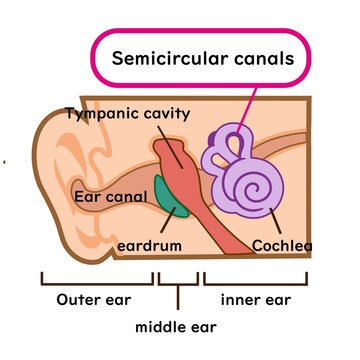 Illustration Material Of Medical Semicircular Canals