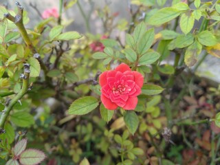 pink rose in garden