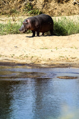 African Hippopotamus next to a river in a South African wildlife reserve