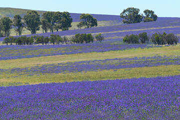 Fototapeta premium Purple wildflowers blooming in a field in Western Australia