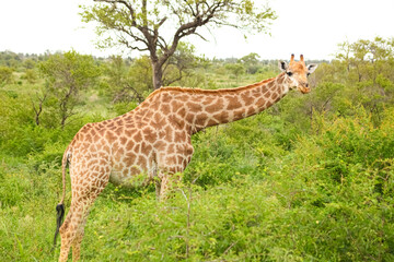 African Giraffe in a South African wildlife reserve