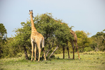 African Giraffe in a South African wildlife reserve