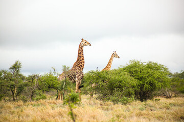 Fototapeta premium African Giraffe during a mating in a South African wildlife reserve