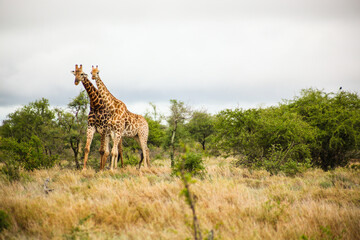 African Giraffe during a mating in a South African wildlife reserve