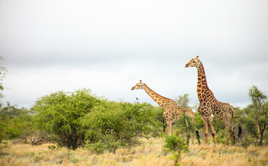 African Giraffe during a mating in a South African wildlife reserve