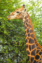 African Giraffe browsing on a tree in a South African wildlife reserve