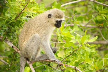 African Vervet Monkey in a South African wildlife reserve