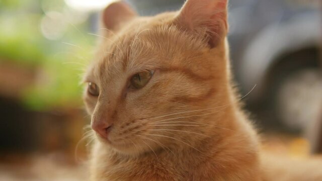 Adorable ginger cat with radar ears looking and listening to sounds in home garden, close-up head shot.	