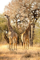 Naklejka premium African Giraffe in a South African wildlife reserve
