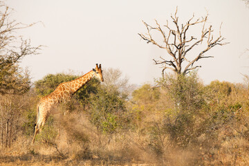 African Giraffe in a South African wildlife reserve