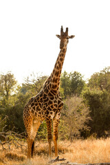 African Giraffe in a South African wildlife reserve