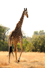 African Giraffe in a South African wildlife reserve