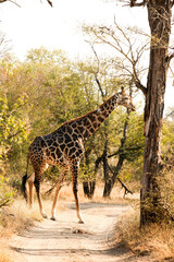African Giraffe in a South African wildlife reserve