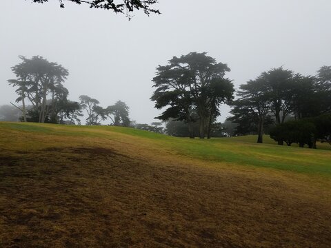 tree on a hill in the mist