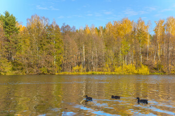 Beautiful autumn landscape with clear blue lake and yellow autumn trees.