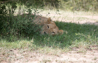 A Lion (panthers leo) in the early evening on a rock in northern Kenya.