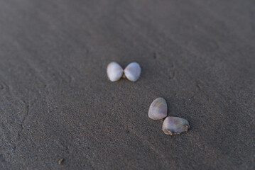 Fototapeta na wymiar 砂浜の貝殻