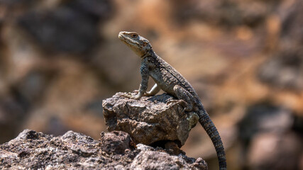 Mountain lizard sits on the stone