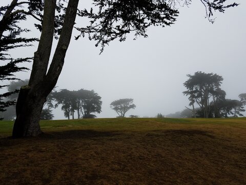 trees in the field