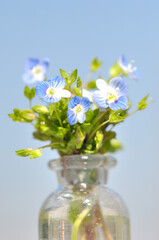 小さなビンに生けた春の野の花