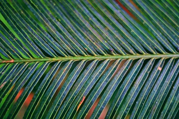 Tropical green palm leaf background
dark tone and little Insect.