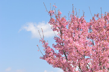 桜の枝と青空と白い雲