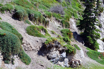 Alberta, Canada - Rocky Mountain Goats