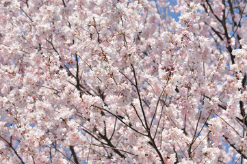 桜の花