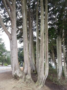 Coastal Trees in the park