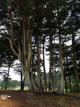 tree in the park