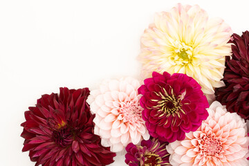Vibrant dahlia floral flat lay with copy space