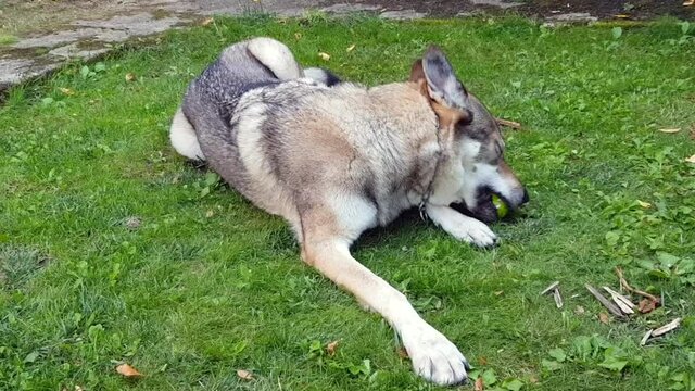 A big dog playing with the ball 