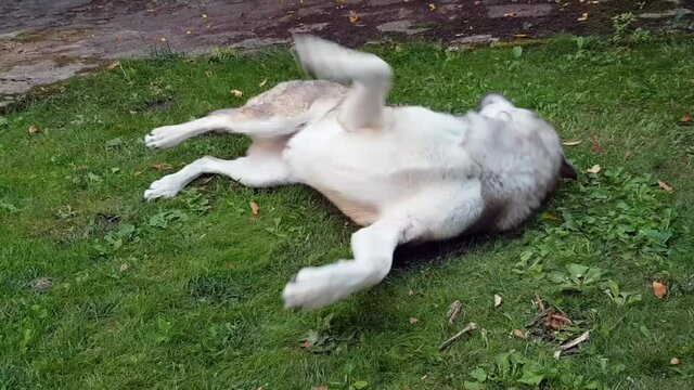 A dog sleeping with the ball in its mouth in the green field