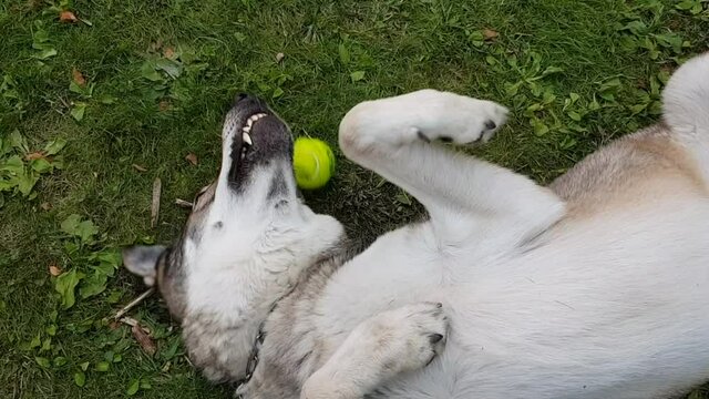 A dog playing with ball looking at the sky