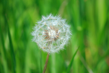 Fototapeta premium タンポポの種