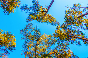 Looking up towards the top of pine trees