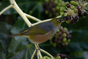 Silver eye eating fruit on a tree branch