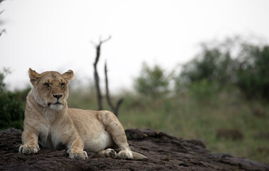 A Lion (panthers leo) in the early evening on a rock in northern Kenya.