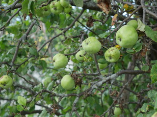apples on tree