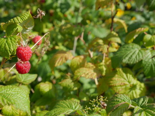 Raspberries on a branch in the garden. Berries. Summer.