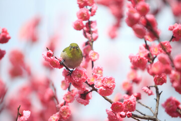 梅とメジロ